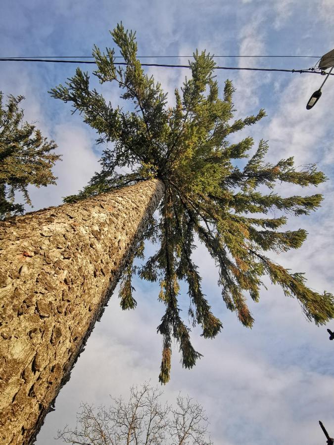 הוילה Jugul Taranului Agropensiune Polovragi, Gorj מראה חיצוני תמונה